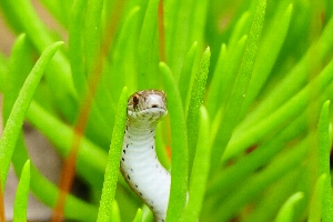 Snakes Alive!